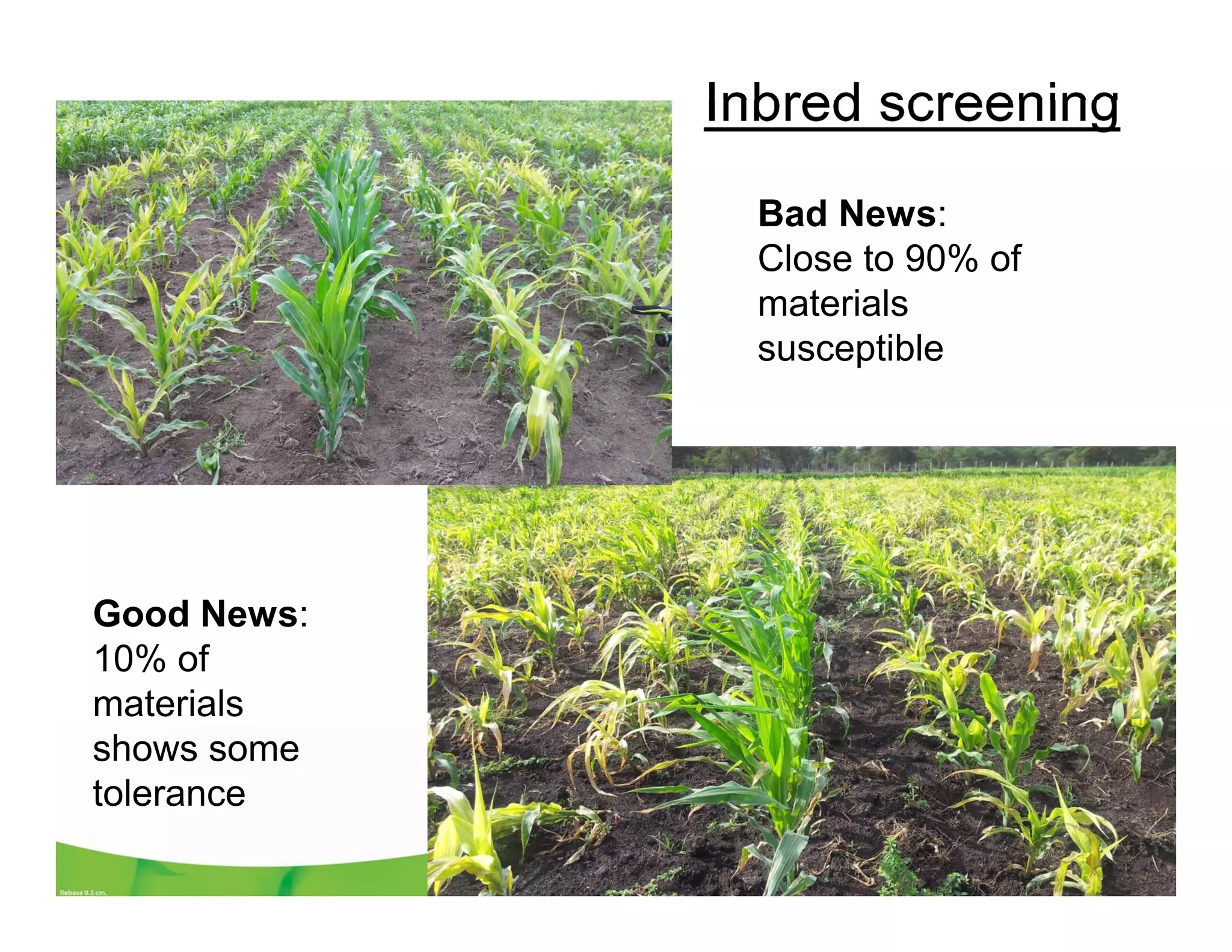 Inbred screening
Bad News:
Close to 90% of
materials
susceptible
Good News:
10% of
materials
shows some
tolerance
 