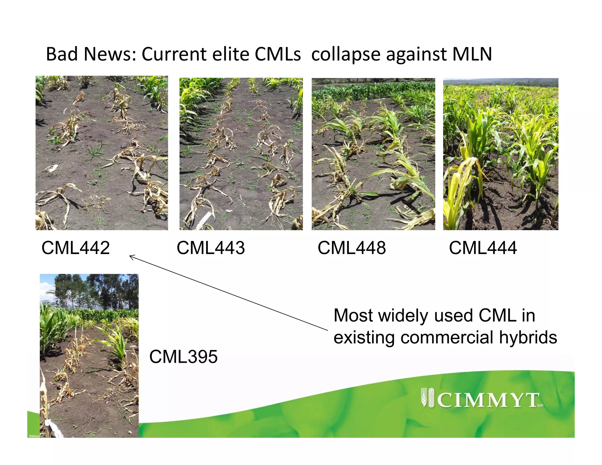 Bad News: Current elite CMLs collapse against MLN
CML442 CML443 CML448 CML444
CML395
Most widely used CML in
existing commercial hybrids
 
