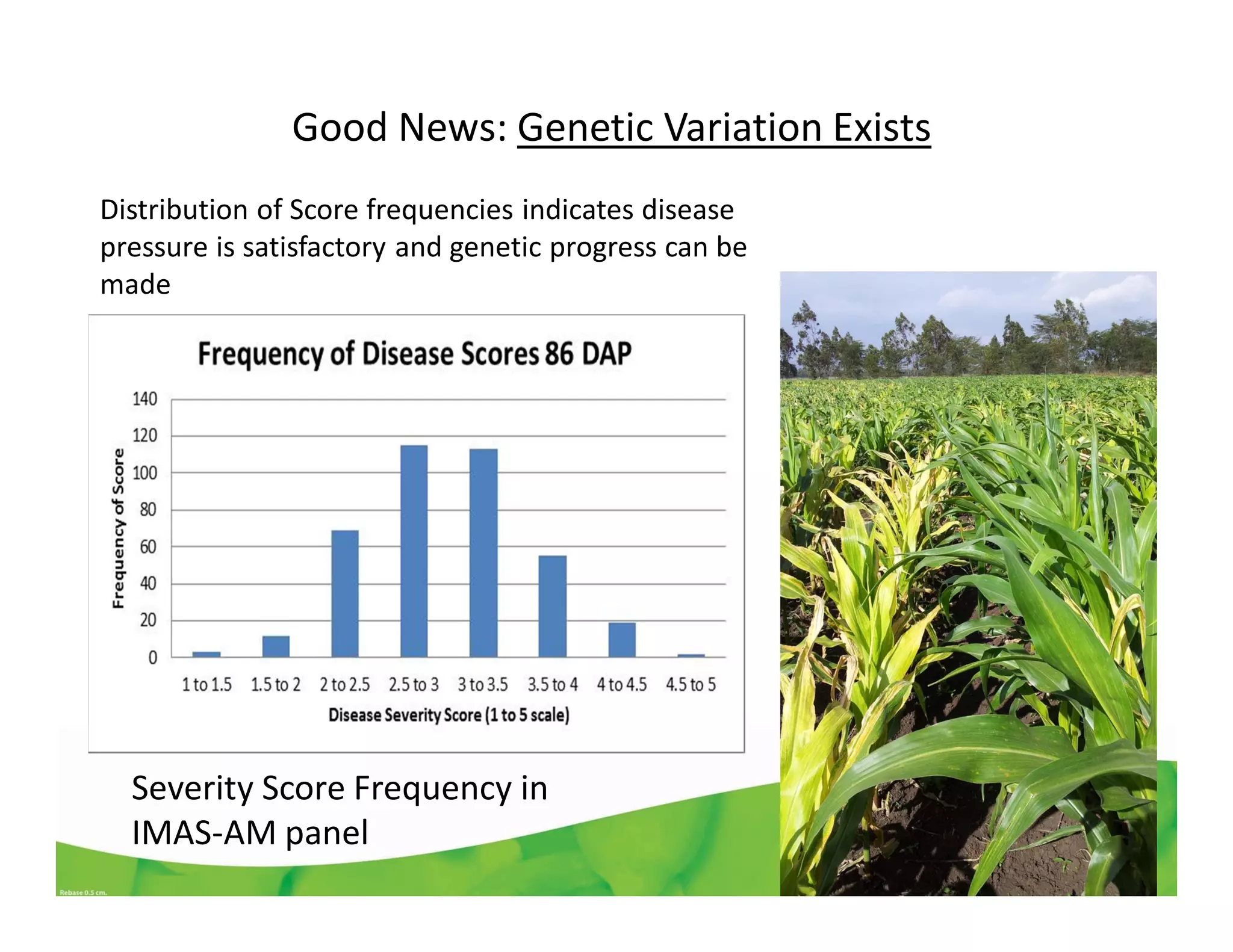Good News: Genetic Variation Exists
Severity Score Frequency in
IMAS-AM panel
Distribution of Score frequencies indicates disease
pressure is satisfactory and genetic progress can be
made
 