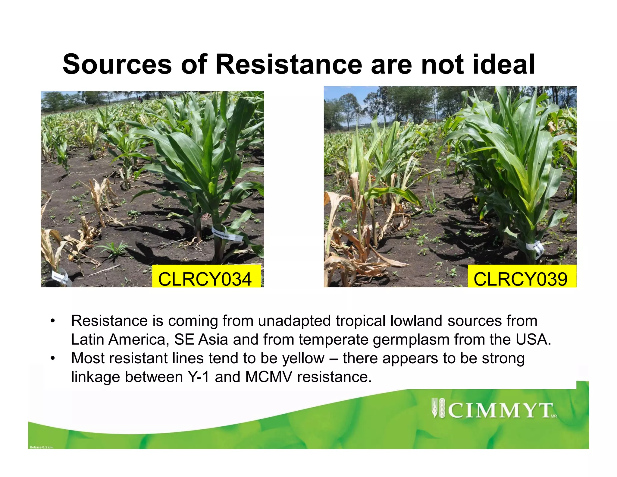 Sources of Resistance are not ideal
CLRCY039CLRCY034
• Resistance is coming from unadapted tropical lowland sources from
Latin America, SE Asia and from temperate germplasm from the USA.
• Most resistant lines tend to be yellow – there appears to be strong
linkage between Y-1 and MCMV resistance.
 