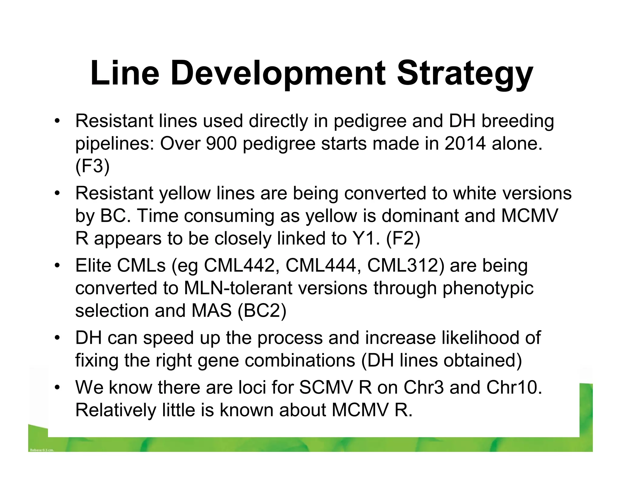 Line Development Strategy
• Resistant lines used directly in pedigree and DH breeding
pipelines: Over 900 pedigree starts made in 2014 alone.
(F3)
• Resistant yellow lines are being converted to white versions
by BC. Time consuming as yellow is dominant and MCMV
R appears to be closely linked to Y1. (F2)
• Elite CMLs (eg CML442, CML444, CML312) are being
converted to MLN-tolerant versions through phenotypic
selection and MAS (BC2)
• DH can speed up the process and increase likelihood of
fixing the right gene combinations (DH lines obtained)
• We know there are loci for SCMV R on Chr3 and Chr10.
Relatively little is known about MCMV R.
 