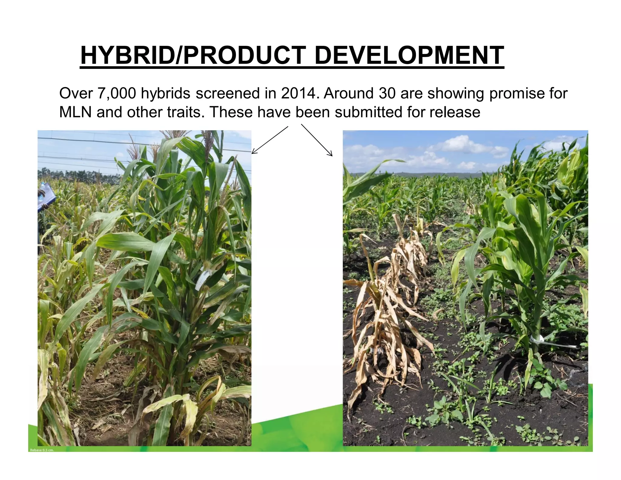 Over 7,000 hybrids screened in 2014. Around 30 are showing promise for
MLN and other traits. These have been submitted for release
HYBRID/PRODUCT DEVELOPMENT
 