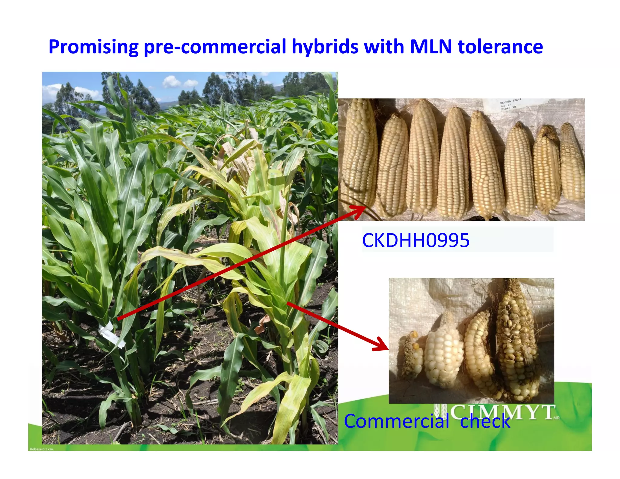 Commercial check
CKDHH0995
Promising pre-commercial hybrids with MLN tolerance
 