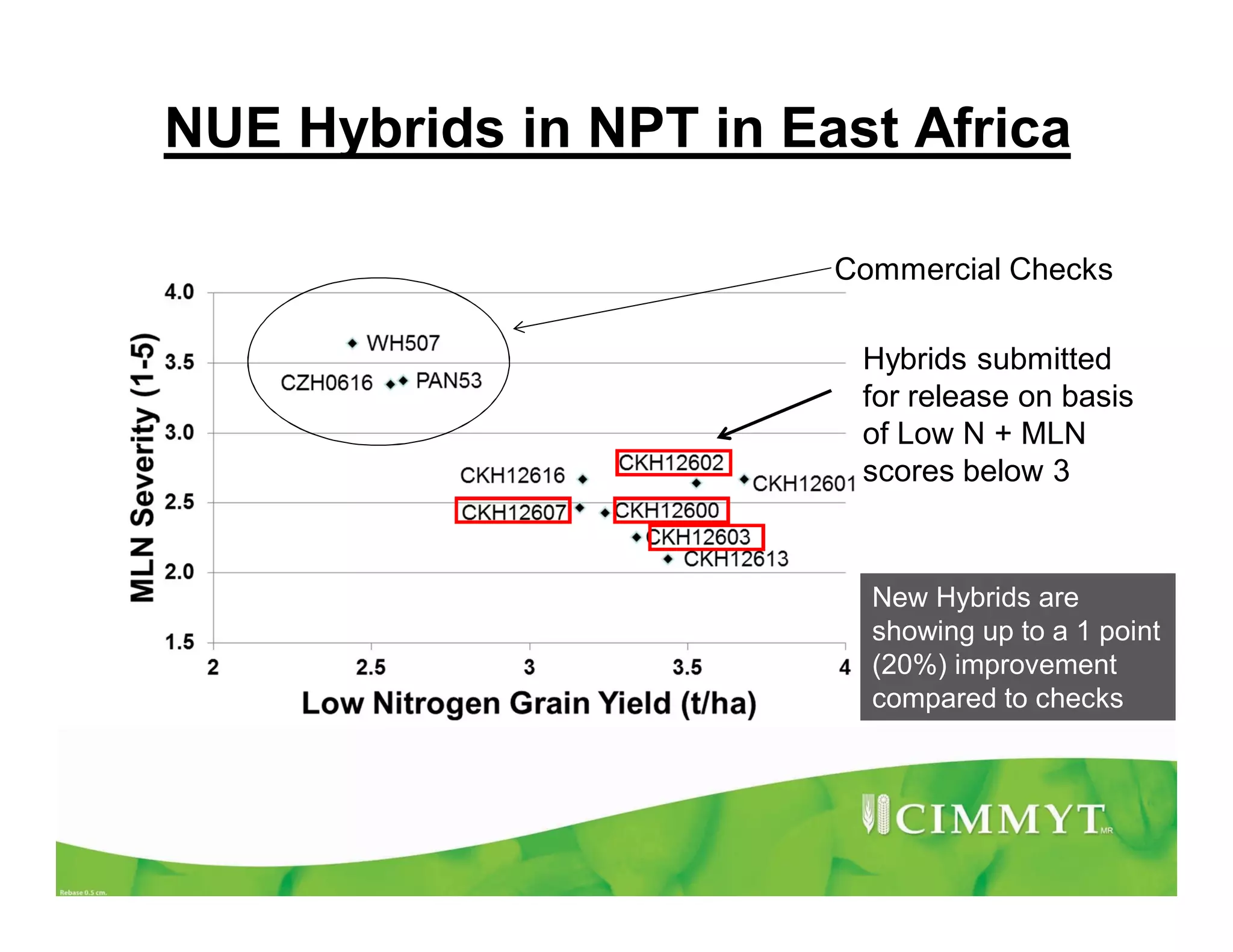 NUE Hybrids in NPT in East Africa
Hybrids submitted
for release on basis
of Low N + MLN
scores below 3
Commercial Checks
New Hybrids are
showing up to a 1 point
(20%) improvement
compared to checks
 