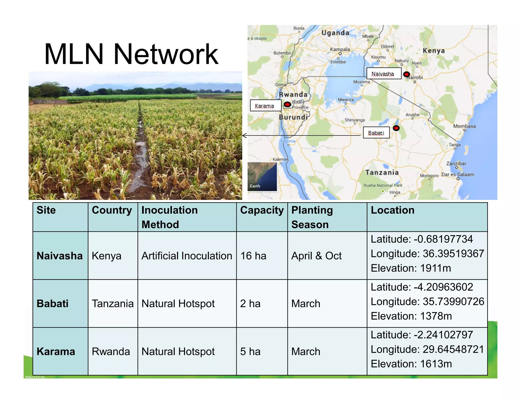 MLN Network
Site Country Inoculation
Method
Capacity Planting
Season
Location
Naivasha Kenya Artificial Inoculation 16 ha April & Oct
Latitude: -0.68197734
Longitude: 36.39519367
Elevation: 1911m
Babati Tanzania Natural Hotspot 2 ha March
Latitude: -4.20963602
Longitude: 35.73990726
Elevation: 1378m
Karama Rwanda Natural Hotspot 5 ha March
Latitude: -2.24102797
Longitude: 29.64548721
Elevation: 1613m
 