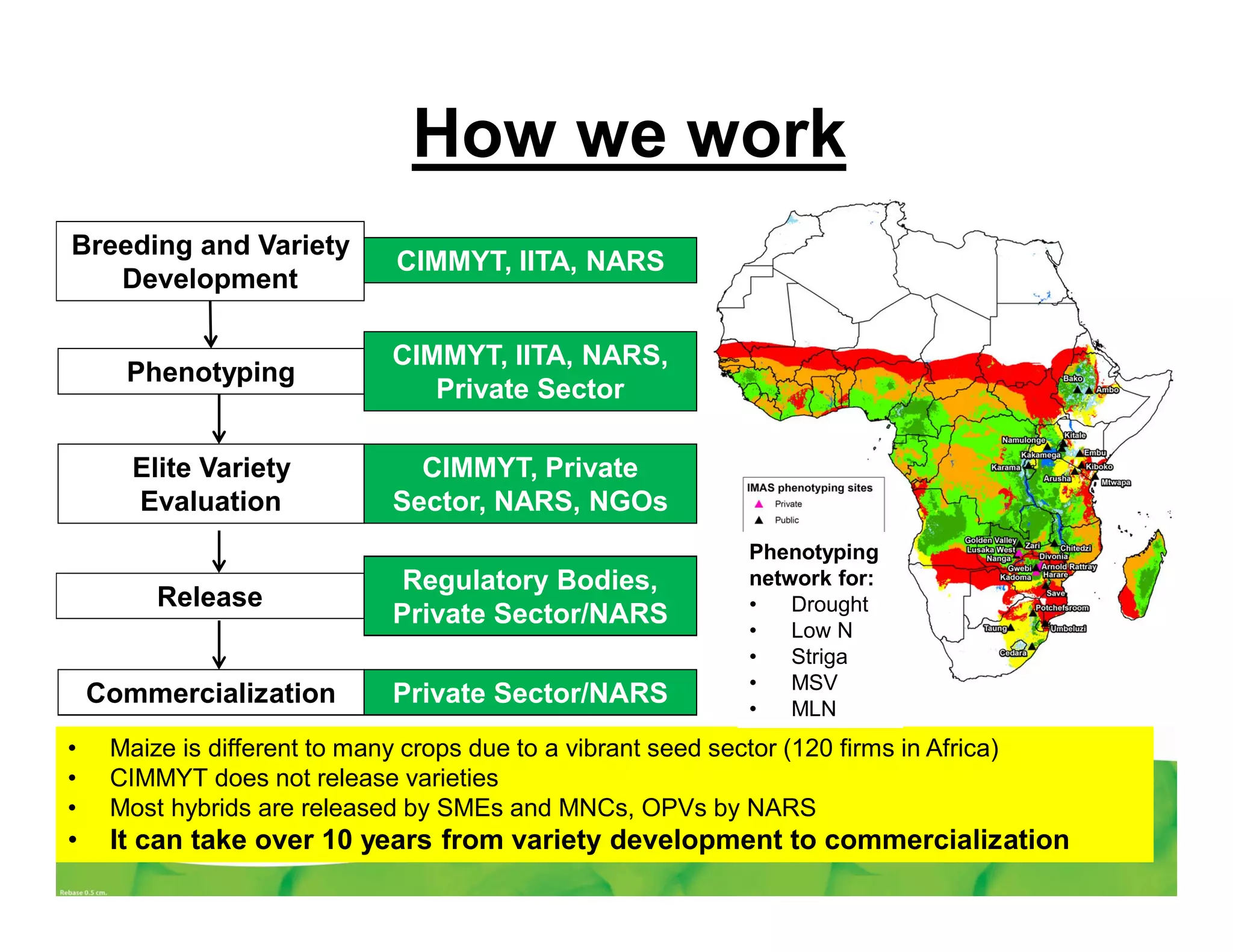 Breeding and Variety
Development
Phenotyping
Elite Variety
Evaluation
Commercialization
Release
How we work
CIMMYT, IITA, NARS
CIMMYT, IITA, NARS,
Private Sector
CIMMYT, Private
Sector, NARS, NGOs
Regulatory Bodies,
Private Sector/NARS
Private Sector/NARS
• Maize is different to many crops due to a vibrant seed sector (120 firms in Africa)
• CIMMYT does not release varieties
• Most hybrids are released by SMEs and MNCs, OPVs by NARS
• It can take over 10 years from variety development to commercialization
Phenotyping
network for:
• Drought
• Low N
• Striga
• MSV
• MLN
 
