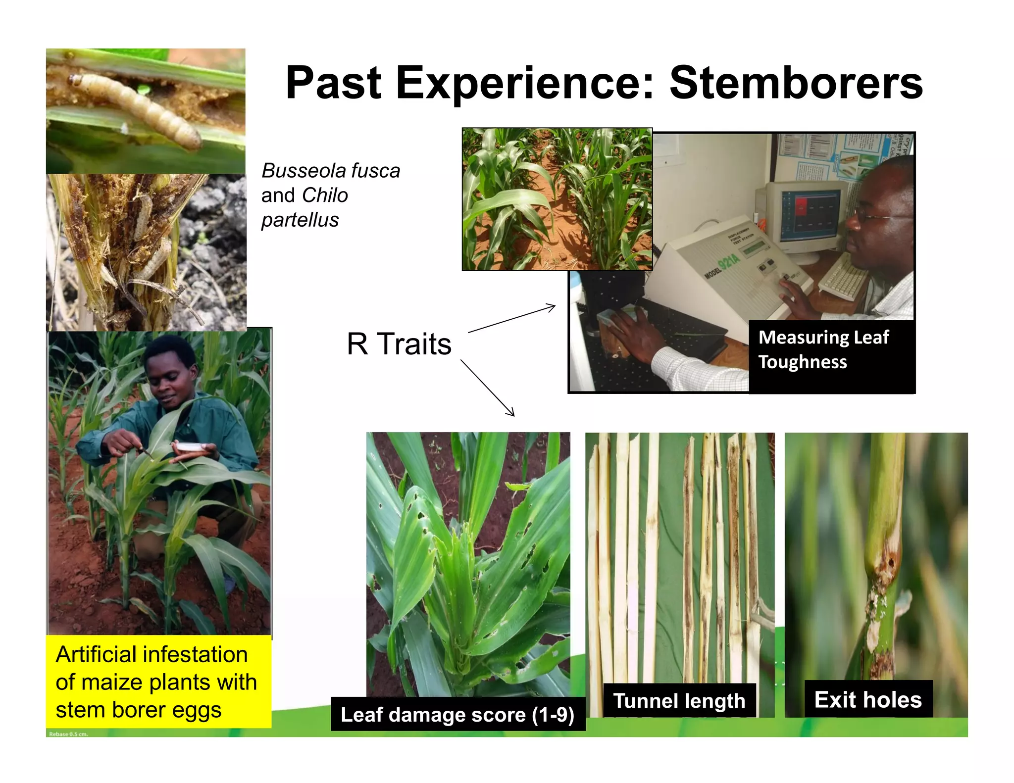 Artificial infestation
of maize plants with
stem borer eggs
Past Experience: Stemborers
Measuring Leaf
Toughness
R Traits
Leaf damage score (1-9)
Tunnel length Exit holes
Busseola fusca
and Chilo
partellus
 