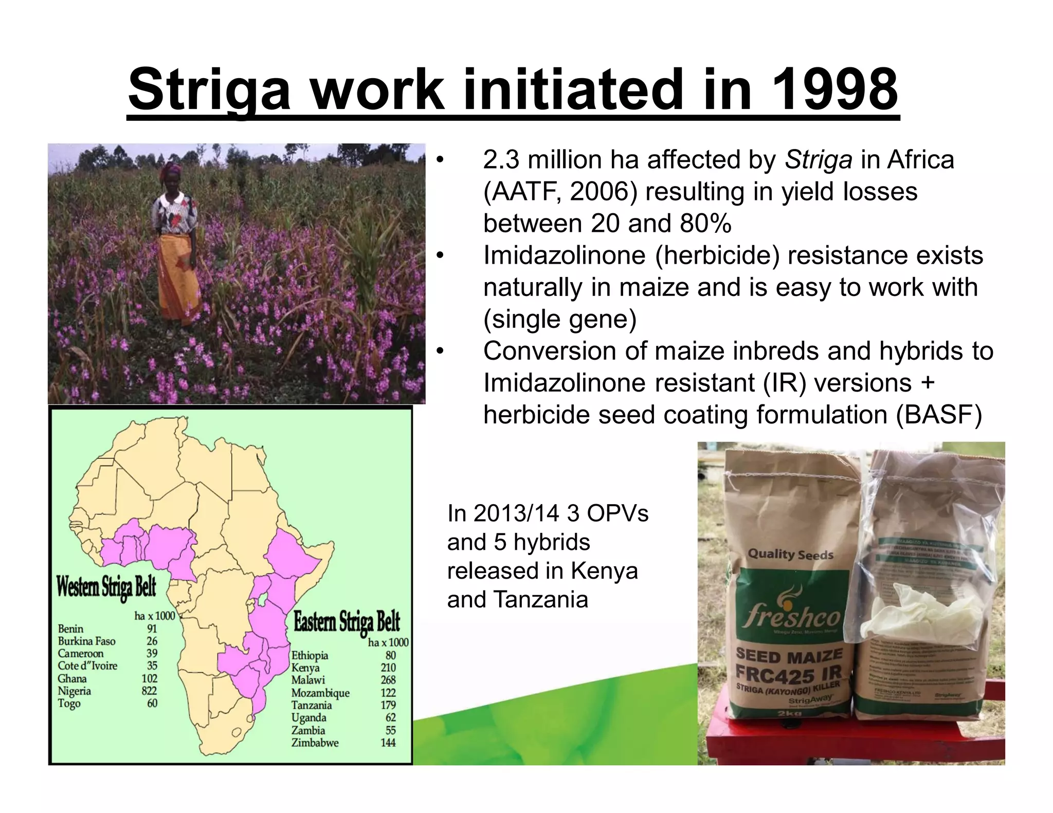 Striga work initiated in 1998
• 2.3 million ha affected by Striga in Africa
(AATF, 2006) resulting in yield losses
between 20 and 80%
• Imidazolinone (herbicide) resistance exists
naturally in maize and is easy to work with
(single gene)
• Conversion of maize inbreds and hybrids to
Imidazolinone resistant (IR) versions +
herbicide seed coating formulation (BASF)
In 2013/14 3 OPVs
and 5 hybrids
released in Kenya
and Tanzania
 