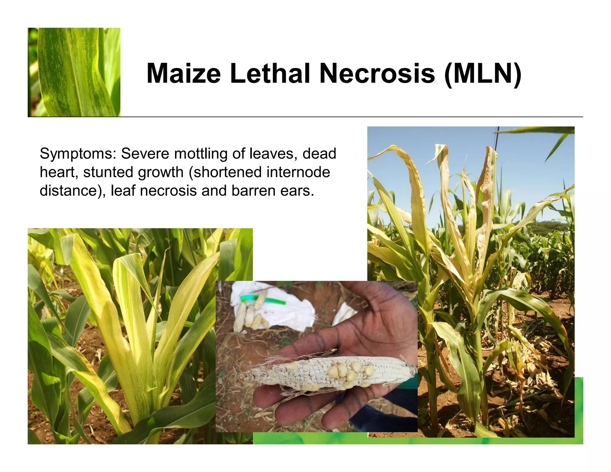Maize Lethal Necrosis (MLN)
Symptoms: Severe mottling of leaves, dead
heart, stunted growth (shortened internode
distance), leaf necrosis and barren ears.
 