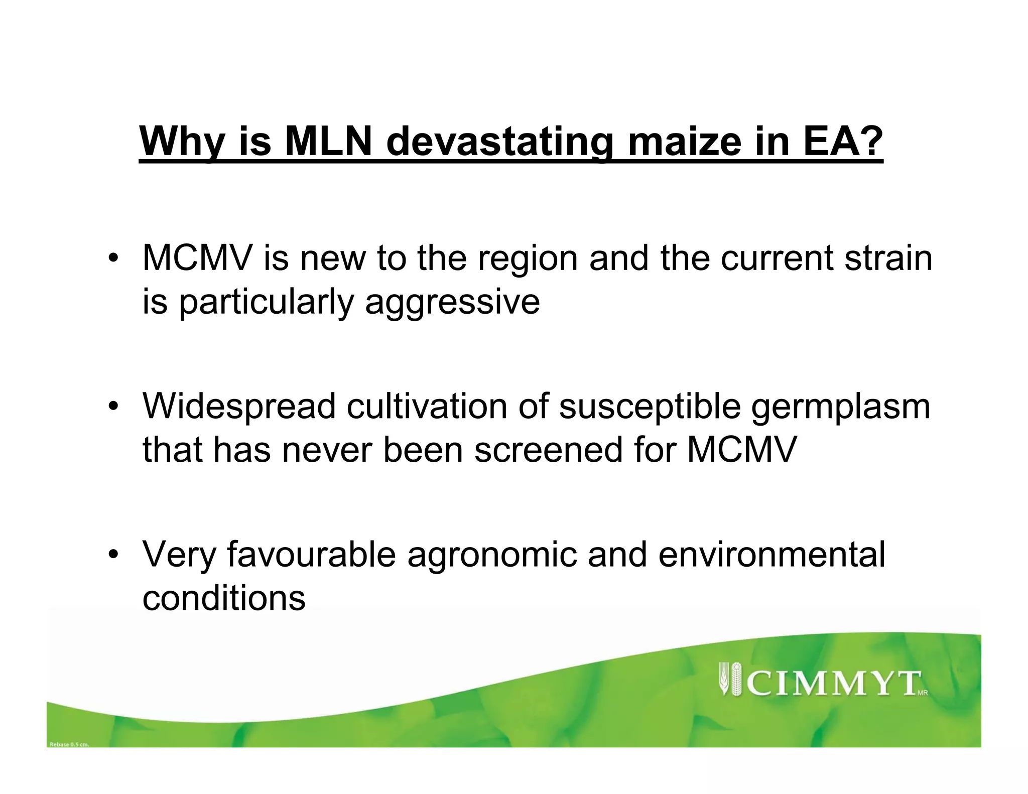 Why is MLN devastating maize in EA?
• MCMV is new to the region and the current strain
is particularly aggressive
• Widespread cultivation of susceptible germplasm
that has never been screened for MCMV
• Very favourable agronomic and environmental
conditions
 