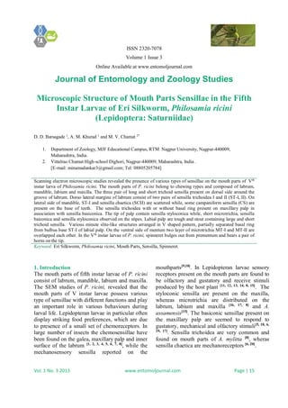 ISSN 2320-7078
Volume 1 Issue 3
Online Available at www.entomoljournal.com
Journal of Entomology and Zoology Studies
Vol. 1 No. 3 2013 www.entomoljournal.com Page | 15
Microscopic Structure of Mouth Parts Sensillae in the Fifth
Instar Larvae of Eri Silkworm, Philosamia ricini
(Lepidoptera: Saturniidae)
D. D. Barsagade 1
, A. M. Khurad 1
and M. V. Chamat 2*
1. Department of Zoology, MJF Educational Campus, RTM Nagpur University, Nagpur-440009,
Maharashtra, India.
2. Vittalrao Chamat High-school Dighori, Nagpur-440009, Maharashtra, India .
[E-mail: minamadankar3@gmail.com; Tel: 08805205784]
Scanning electron microscopic studies revealed the presence of various types of sensillae on the mouth parts of Vth
instar larva of Philosamia ricini. The mouth parts of P. ricini belong to chewing types and composed of labrum,
mandible, labium and maxilla. The three pair of long and short trichoid sensilla present on dorsal side around the
groove of labrum. Dorso lateral margine of labrum consist of two pairs of sensilla trichoidea I and II (ST-I, II). On
lateral side of mandible, ST-I and sensilla chaetica (SCH) are scattered while, some campaniform sensilla (CS) are
present on the base of teeth. The sensilla trichoidea with or without basal ring present on maxillary palp in
association with sensilla basiconica. The tip of palp contain sensilla styloconica while, short microtrichia, sensilla
baiconica and sensilla styloconica observed on the stipes. Labial palp are tough and stout containing large and short
trichoid sensilla. Various minute slite-like structures arranged in V shaped pattern, partially separated basal ring
from bulbus base ST-I of labial palp. On the ventral side of mentum two layer of microtrichia MT-I and MT-II are
overlapped each other. In the Vth
instar larvae of P. ricini, spinneret bulges out from prementum and bears a pair of
horns on the tip.
Keyword: Eri Silkworm, Philosamia ricini, Mouth Parts, Sensilla, Spinneret.
1. Introduction
The mouth parts of fifth instar larvae of P. ricini
consist of labrum, mandible, labium and maxilla.
The SEM studies of P. ricini, revealed that the
mouth parts of V instar larvae possess various
type of sensillae with different functions and play
an important role in various behaviours during
larval life. Lepidopteran larvae in particular often
display striking food preferences, which are due
to presence of a small set of chemoreceptors. In
large number of insects the chemosensillae have
been found on the galea, maxillary palp and inner
surface of the labrum [1, 2, 3, 4, 5, 6, 7, 8]
, while the
mechanosensory sensilla reported on the
mouthparts[9,10]
. In Lepidopteran larvae sensory
receptors present on the mouth parts are found to
be olfactory and gustatory and receive stimuli
produced by the host plant [11, 12, 13, 14, 8, 15]
. The
styloconic sensilla are present on the maxilla,
whereas microtrichia are distributed on the
labrum, labium and maxilla [16, 17, 8]
and A.
assamensis[15]
. The basiconic sensillae present on
the maxillary palp are seemed to respond to
gustatory, mechanical and olfactory stimuli[5, 18, 6,
19, 17]
. Sensilla trichoidea are very common and
found on mouth parts of A. mylitta [8]
, wheras
sensilla chaetica are mechanoreceptors [6, 20]
.
 