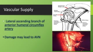 Vascular Supply
• Lateral ascending branch of
anterior humeral circumflex
artery
•Damage may lead to AVN
 
