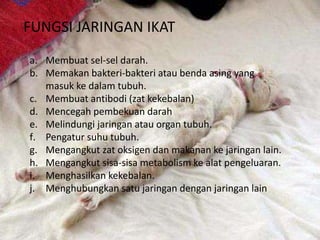 FUNGSI JARINGAN IKAT
a. Membuat sel-sel darah.
b. Memakan bakteri-bakteri atau benda asing yang
masuk ke dalam tubuh.
c. Membuat antibodi (zat kekebalan)
d. Mencegah pembekuan darah
e. Melindungi jaringan atau organ tubuh.
f. Pengatur suhu tubuh.
g. Mengangkut zat oksigen dan makanan ke jaringan lain.
h. Mengangkut sisa-sisa metabolism ke alat pengeluaran.
i. Menghasilkan kekebalan.
j. Menghubungkan satu jaringan dengan jaringan lain
 