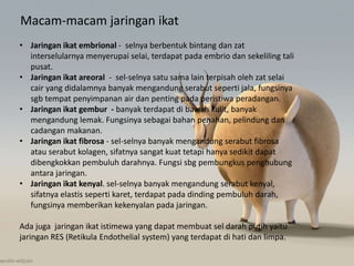 Macam-macam jaringan ikat
• Jaringan ikat embrional - selnya berbentuk bintang dan zat
interselularnya menyerupai selai, terdapat pada embrio dan sekeliling tali
pusat.
• Jaringan ikat areoral - sel-selnya satu sama lain terpisah oleh zat selai
cair yang didalamnya banyak mengandung serabut seperti jala, fungsinya
sgb tempat penyimpanan air dan penting pada peristiwa peradangan.
• Jaringan ikat gembur - banyak terdapat di bawah kulit, banyak
mengandung lemak. Fungsinya sebagai bahan penahan, pelindung dan
cadangan makanan.
• Jaringan ikat fibrosa - sel-selnya banyak mengandung serabut fibrosa
atau serabut kolagen, sifatnya sangat kuat tetapi hanya sedikit dapat
dibengkokkan pembuluh darahnya. Fungsi sbg pembungkus penghubung
antara jaringan.
• Jaringan ikat kenyal. sel-selnya banyak mengandung serabut kenyal,
sifatnya elastis seperti karet, terdapat pada dinding pembuluh darah,
fungsinya memberikan kekenyalan pada jaringan.
Ada juga jaringan ikat istimewa yang dapat membuat sel darah putih yaitu
jaringan RES (Retikula Endothelial system) yang terdapat di hati dan limpa.
 