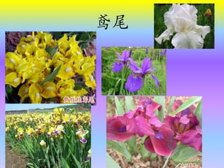 鸢尾
 