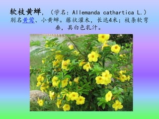 软枝黄蝉，（学名：Allemanda cathartica L.）
别名黄莺、小黄蝉。藤状灌木，长达4米；枝条软弯
垂，具白色乳汁。
 