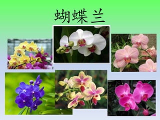 蝴蝶兰
 
