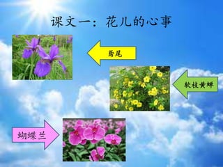 课文一：花儿的心事
软枝黄蝉
蝴蝶兰
鸢尾
 