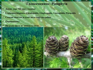 Голосеменице- Pinophyta
 Девон (пре 360 мил. година)
 Lyginopteridopsida, Cicadopsida, Gingkopsida, Gnetopsida, Pinopsida
 Семени заметак и семе- вода није потребна
 Опрашивање
 Ни једна фаза не зависи од воде
 
