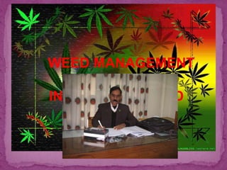 WEED MANAGEMENT
METHODS AND
INTEGRATED WEED
MANAGEMENT
 