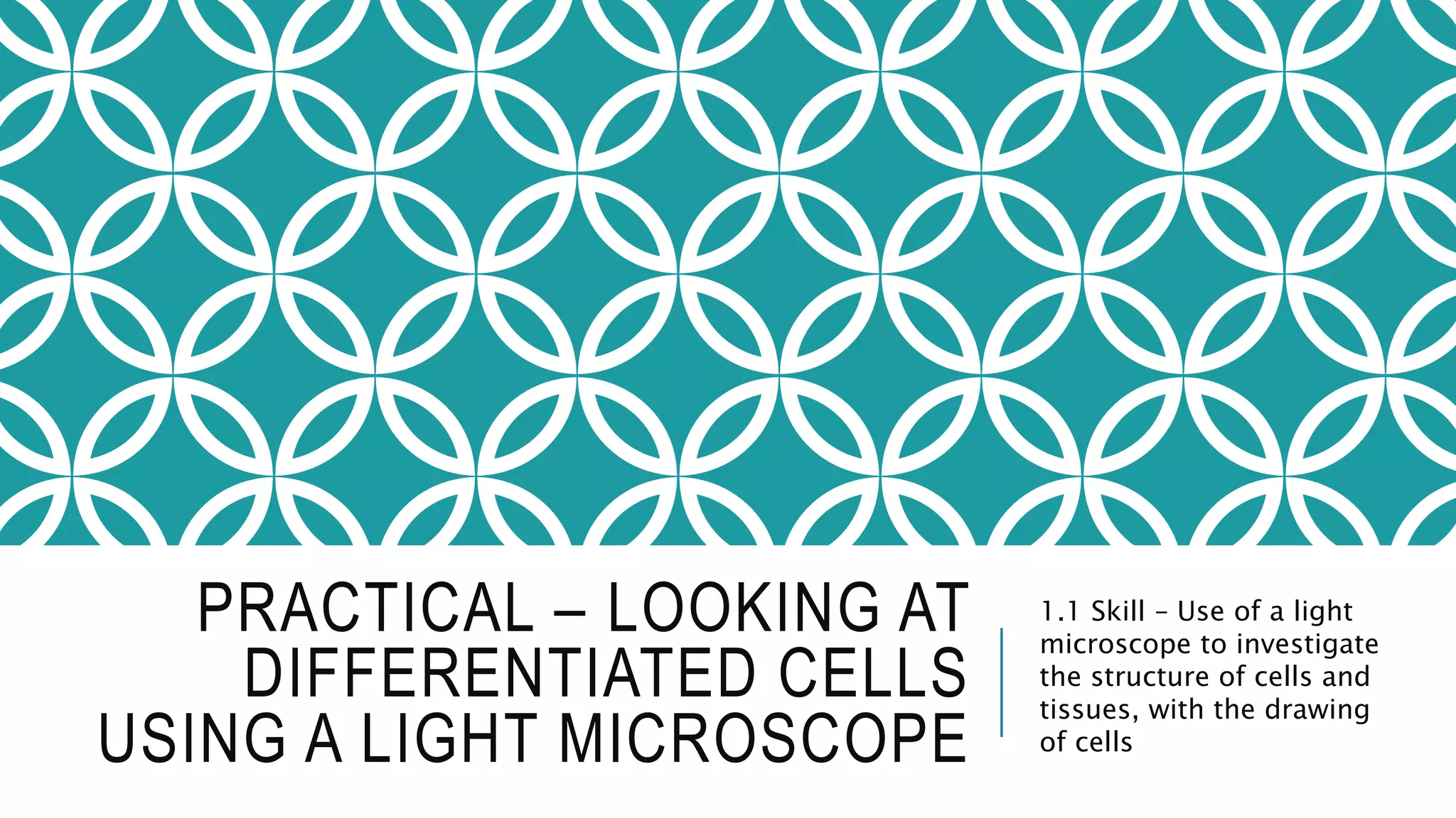 PRACTICAL – LOOKING AT
DIFFERENTIATED CELLS
USING A LIGHT MICROSCOPE
1.1 Skill – Use of a light
microscope to investigate
the structure of cells and
tissues, with the drawing
of cells
 
