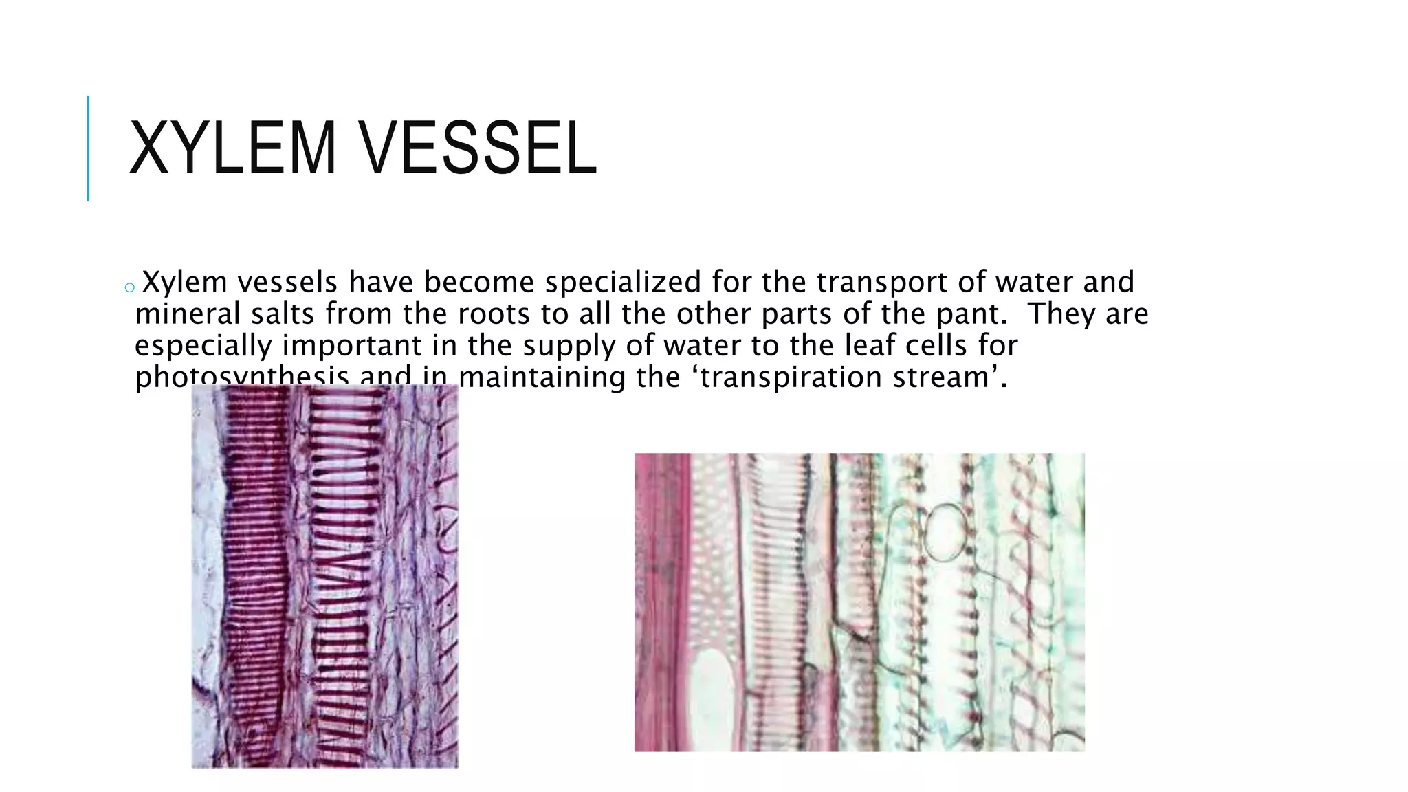 XYLEM VESSEL
o Xylem vessels have become specialized for the transport of water and
mineral salts from the roots to all the other parts of the pant. They are
especially important in the supply of water to the leaf cells for
photosynthesis and in maintaining the ‘transpiration stream’.
 