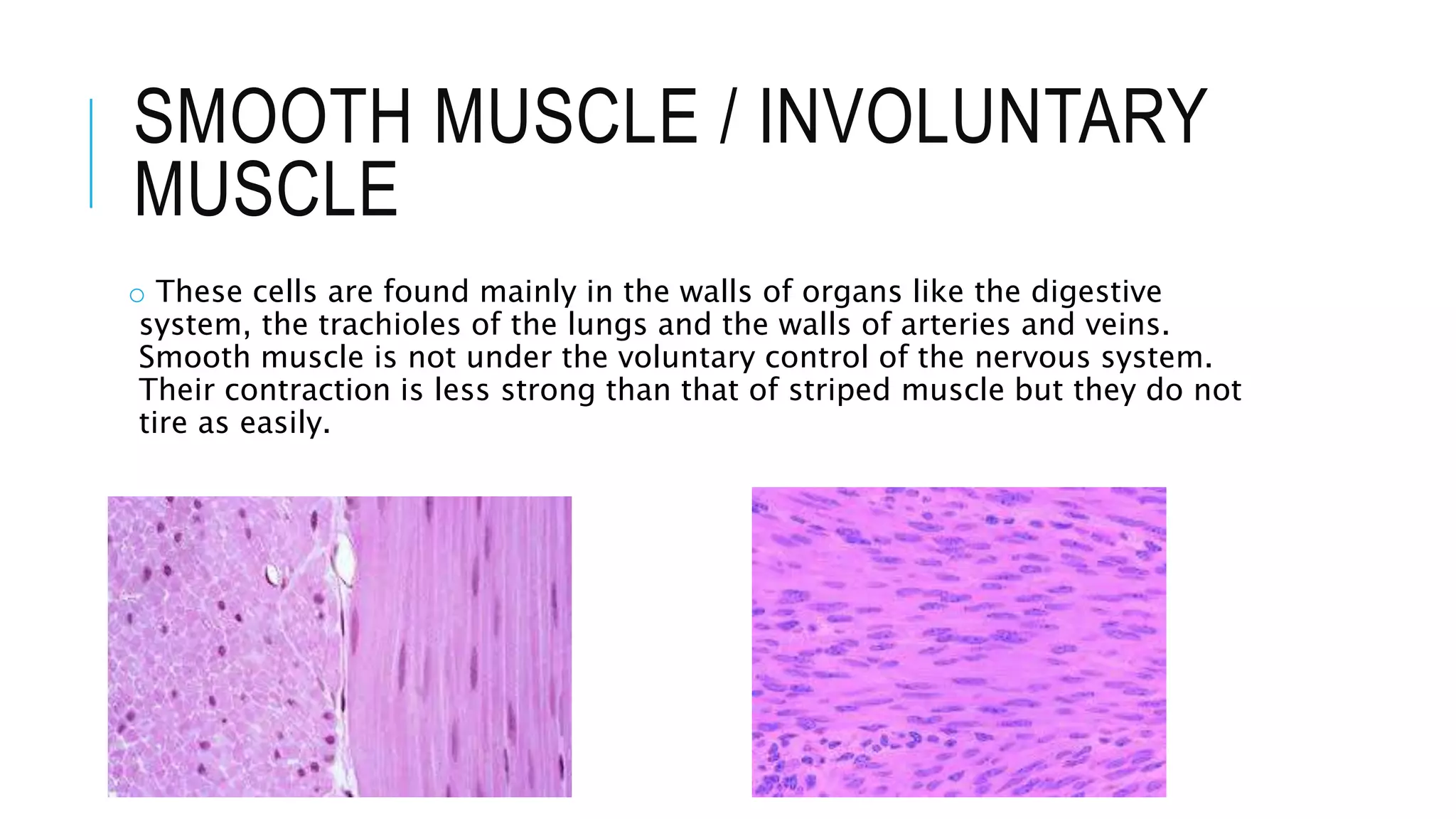 SMOOTH MUSCLE / INVOLUNTARY
MUSCLE
o These cells are found mainly in the walls of organs like the digestive
system, the trachioles of the lungs and the walls of arteries and veins.
Smooth muscle is not under the voluntary control of the nervous system.
Their contraction is less strong than that of striped muscle but they do not
tire as easily.
 