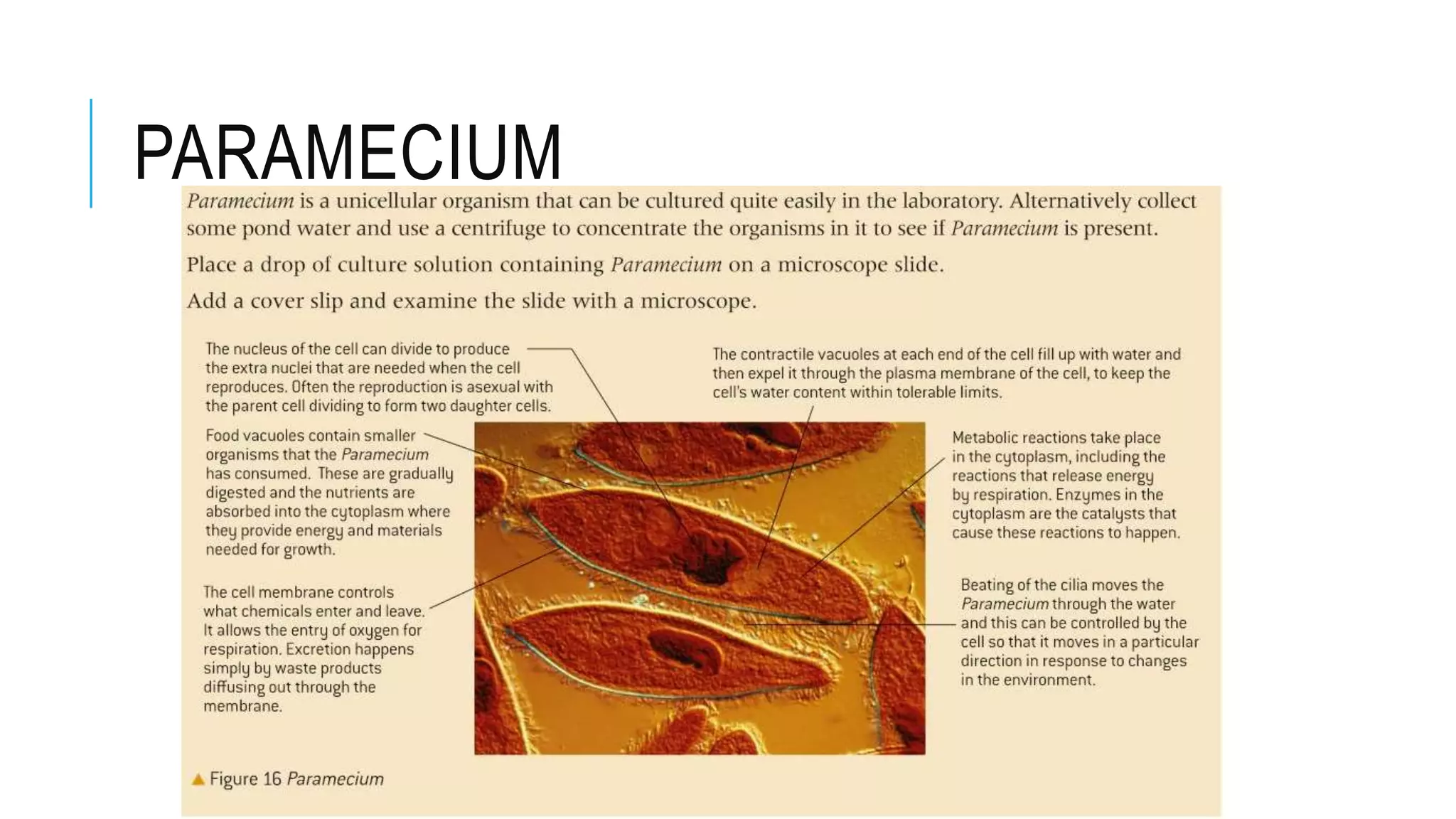 PARAMECIUM
 