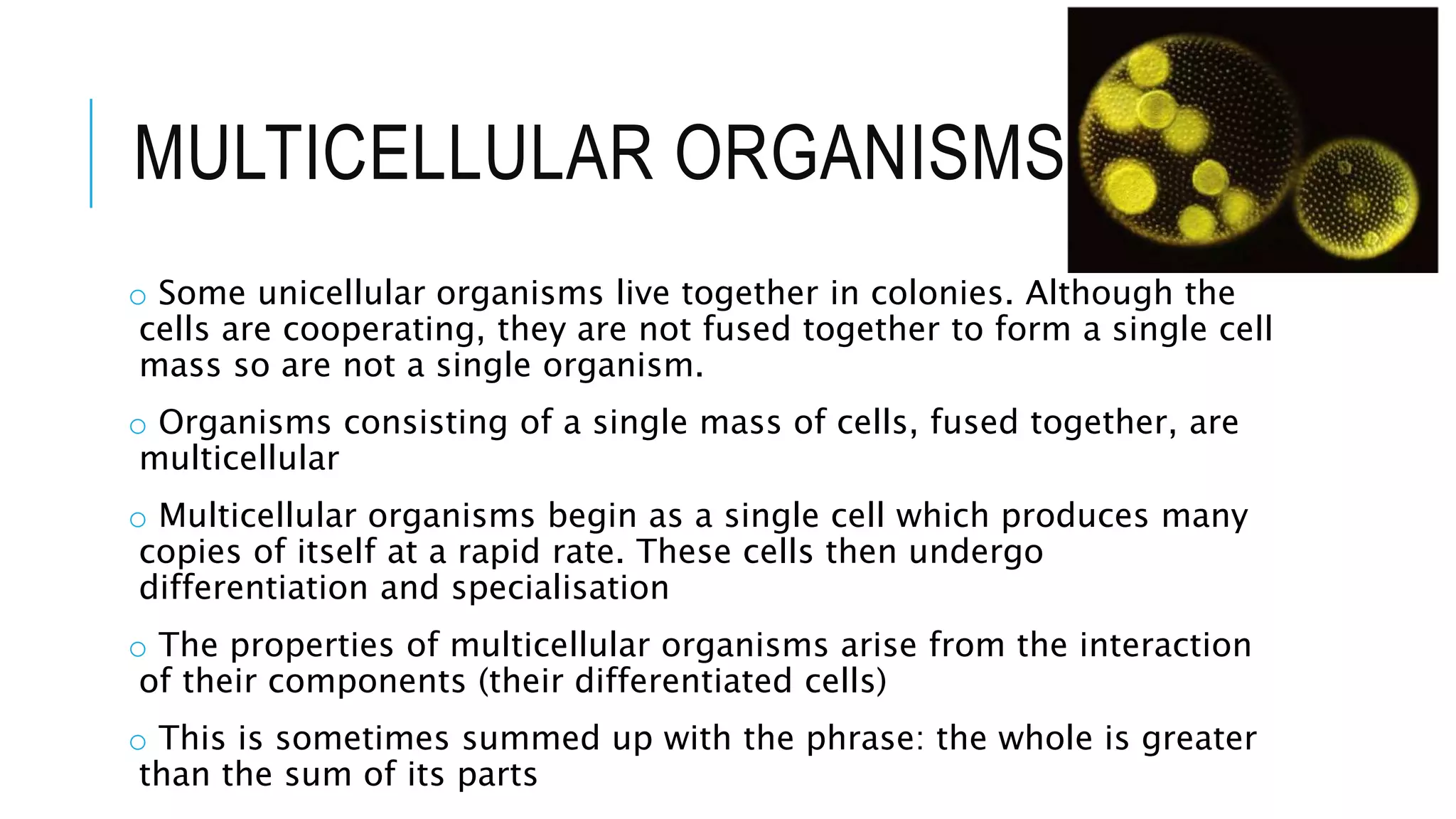 MULTICELLULAR ORGANISMS
o Some unicellular organisms live together in colonies. Although the
cells are cooperating, they are not fused together to form a single cell
mass so are not a single organism.
o Organisms consisting of a single mass of cells, fused together, are
multicellular
o Multicellular organisms begin as a single cell which produces many
copies of itself at a rapid rate. These cells then undergo
differentiation and specialisation
o The properties of multicellular organisms arise from the interaction
of their components (their differentiated cells)
o This is sometimes summed up with the phrase: the whole is greater
than the sum of its parts
 