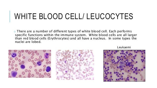 4. unicellular, multicellular & cell differentiation