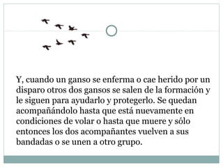 Y, cuando un ganso se enferma o cae herido por un
disparo otros dos gansos se salen de la formación y
le siguen para ayudarlo y protegerlo. Se quedan
acompañándolo hasta que está nuevamente en
condiciones de volar o hasta que muere y sólo
entonces los dos acompañantes vuelven a sus
bandadas o se unen a otro grupo.
 