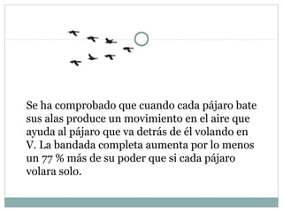 Se ha comprobado que cuando cada pájaro bate
sus alas produce un movimiento en el aire que
ayuda al pájaro que va detrás de él volando en
V. La bandada completa aumenta por lo menos
un 77 % más de su poder que si cada pájaro
volara solo.
 