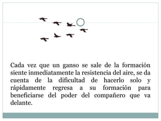 Cada vez que un ganso se sale de la formación
siente inmediatamente la resistencia del aire, se da
cuenta de la dificultad de hacerlo solo y
rápidamente regresa a su formación para
beneficiarse del poder del compañero que va
delante.
 