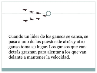 Cuando un líder de los gansos se cansa, se
pasa a uno de los puestos de atrás y otro
ganso toma su lugar. Los gansos que van
detrás graznan para alentar a los que van
delante a mantener la velocidad.
 