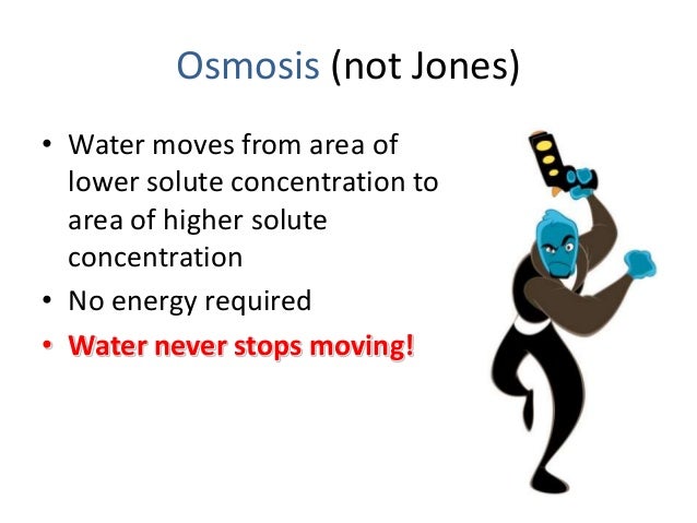 When does water stop moving across a membrane?