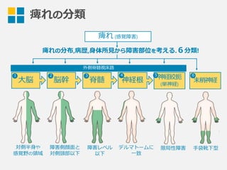 痺れの分類
痺れ  (感覚障害)
痺れの分布,病歴,⾝身体所⾒見見から障害部位を考える.６分類!
神経絞扼
(単神経)
末梢神経
対側半⾝身や
感覚野の領領域
障害側顔⾯面と
対側頸部以下
障害レベル
以下
デルマトームに
⼀一致
⼤大脳 脳幹 脊髄 神経根
外側脊髄視床路路
21 3 4 5 6
限局性障害 ⼿手袋靴下型
 