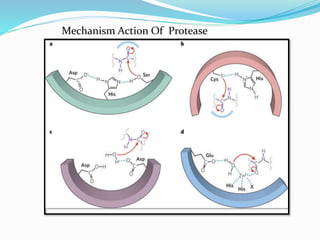 Mechanism Action Of Protease
 