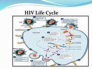 HIV Life Cycle
 