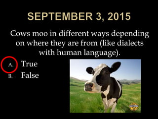 Cows moo in different ways depending
on where they are from (like dialects
with human language).
A. True
B. False
 