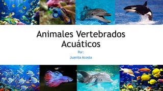 Animales Vertebrados
Acuáticos
Por:
Juanita Acosta
 