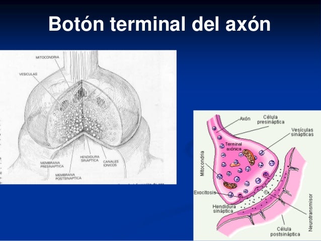 4. neuronas y neurotransmisores