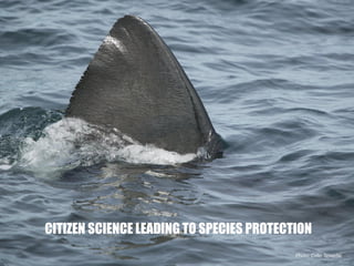 Photo: Colin Speedie
CITIZEN SCIENCE LEADING TO SPECIES PROTECTION
 