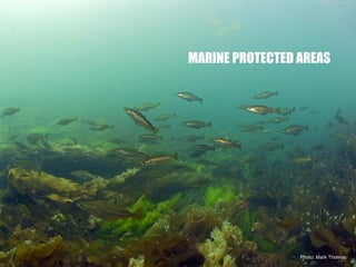 Photo: Mark Thomas
MARINE PROTECTED AREAS
 