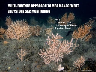 Photo: Paul Naylor
MULTI-PARTNER APPROACH TO MPA MANAGEMENT
EDDYSTONE SAC MONITORING
• MCS
• Cornwall IFCA
• University of Exeter
• Pigshed Trust
 