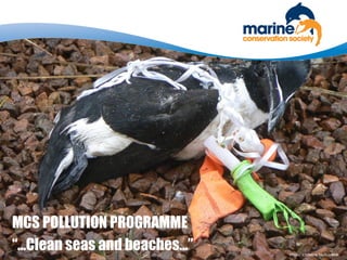 Photo: Christine McGuiness
MCS POLLUTION PROGRAMME
“…Clean seas and beaches…”
 