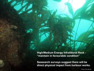 High/Medium Energy Infralittoral Rock -
“maintain in favourable condition”
Seasearch surveys suggest there will be
direct physical impact from harbour works.
Photo: Chris Wood
 
