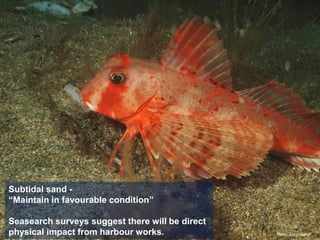 Subtidal sand -
“Maintain in favourable condition”
Seasearch surveys suggest there will be direct
physical impact from harbour works. Photo: Chris Wood
 