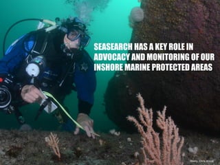 Photo: Chris Wood
SEASEARCH HAS A KEY ROLE IN
ADVOCACY AND MONITORING OF OUR
INSHORE MARINE PROTECTED AREAS
 