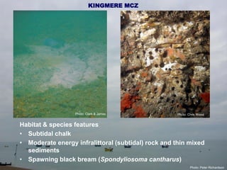 KINGMERE MCZ
Photo: Peter Richardson
Photo: Chris WoodPhoto: Clark & James
Habitat & species features
• Subtidal chalk
• Moderate energy infralittoral (subtidal) rock and thin mixed
sediments
• Spawning black bream (Spondyliosoma cantharus)
 