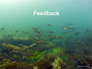 Photo: Mark Thomas
Feedback
 